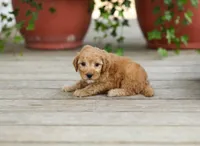 AKC Dallas, a male Poodle - Miniature  for sale in Campbell Hill, IL – Photo 1 of 3