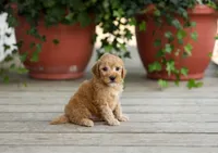 AKC Dallas, a male Poodle - Miniature  for sale in Campbell Hill, IL – Photo 3 of 3