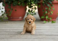 AKC Dallas, a male Poodle - Miniature  for sale in Campbell Hill, IL – Photo 2 of 3