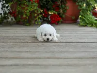 AKC Virgil, a male Bichon Frise for sale in Campbell Hill, IL – 1 of 5