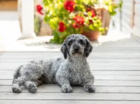 AKC Collin, a male Poodle - Miniature  for sale in Campbell Hill, IL – 5 of 5
