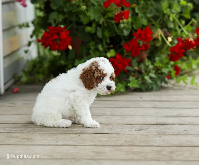 AKC Walwyn – Poodle - Miniature  puppy for sale in Campbell Hill, IL