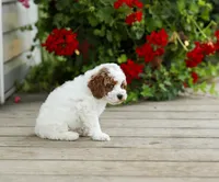 AKC Walwyn, a male Poodle - Miniature  for sale in Campbell Hill, IL – 1 of 4