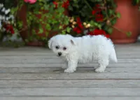 AKC Vicky, a female Bichon Frise for sale in Campbell Hill, IL – 4 of 4
