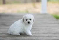 AKC Gannon, a male Bichon Frise for sale in Campbell Hill, IL – Photo 4 of 4
