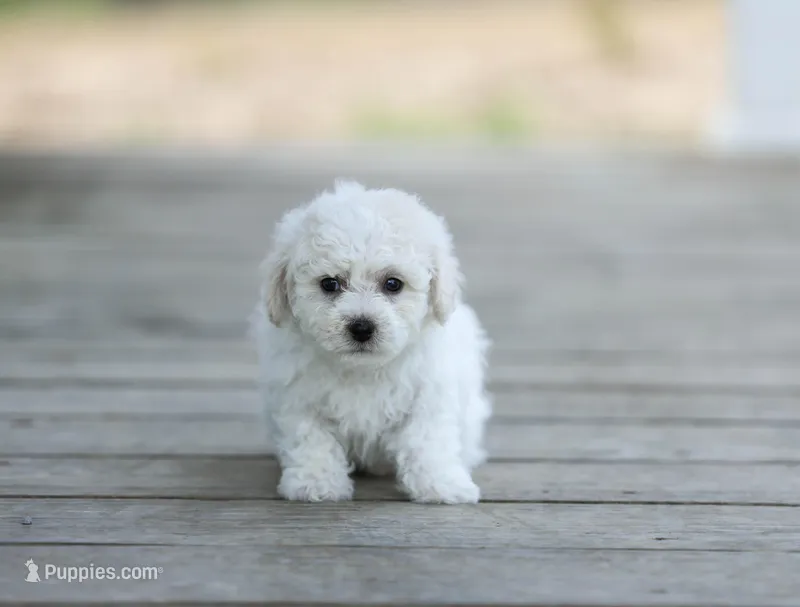 AKC Gannon – Bichon Frise puppy for sale in Campbell Hill, IL