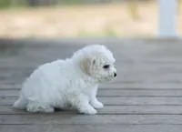 AKC Gannon, a male Bichon Frise for sale in Campbell Hill, IL – Photo 2 of 4