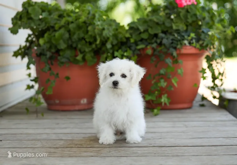 AKC Gannon – Bichon Frise puppy for sale in Campbell Hill, IL