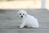 AKC Gannon, a male Bichon Frise for sale in Campbell Hill, IL – Photo 3 of 4