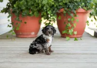 AKC Debreanna, a female Poodle - Miniature  for sale in Campbell Hill, IL – Photo 5 of 6