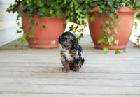 AKC Debreanna, a female Poodle - Miniature  for sale in Campbell Hill, IL – Photo 2 of 6