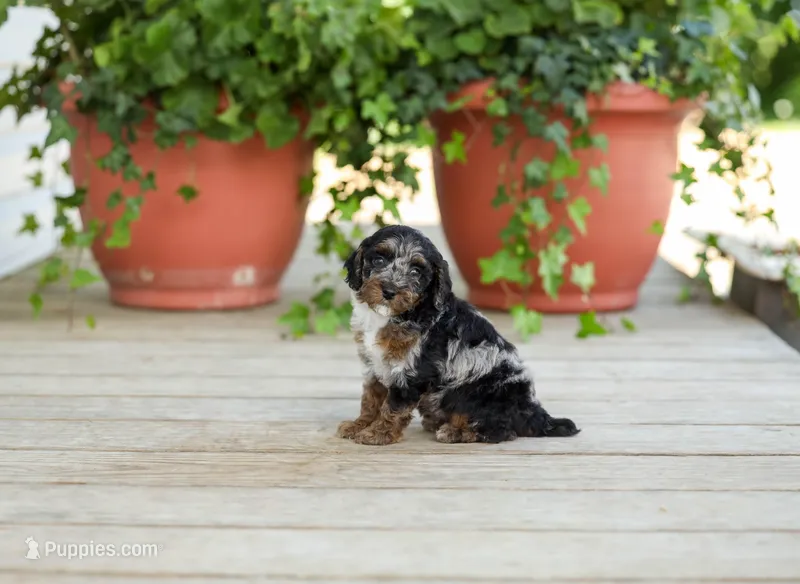 AKC Debreanna – Poodle - Miniature  puppy for sale in Campbell Hill, IL