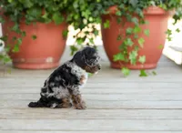 AKC Debreanna, a female Poodle - Miniature  for sale in Campbell Hill, IL – Photo 6 of 6