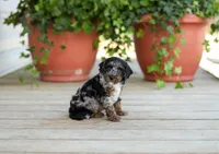 AKC Debreanna, a female Poodle - Miniature  for sale in Campbell Hill, IL – Photo 4 of 6