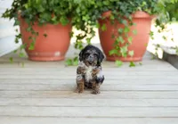 AKC Debreanna, a female Poodle - Miniature  for sale in Campbell Hill, IL – Photo 3 of 6