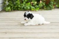 AKC Carlyle, a female Poodle - Miniature  for sale in Campbell Hill, IL – 3 of 7
