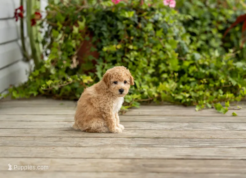 AKC Roscoe – Poodle - Miniature  puppy for sale in Campbell Hill, IL