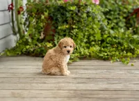 AKC Roscoe, a male Poodle - Miniature  for sale in Campbell Hill, IL – 1 of 5