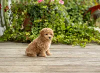 Renita, a female Poodle - Miniature  for sale in Campbell Hill, IL – 3 of 4