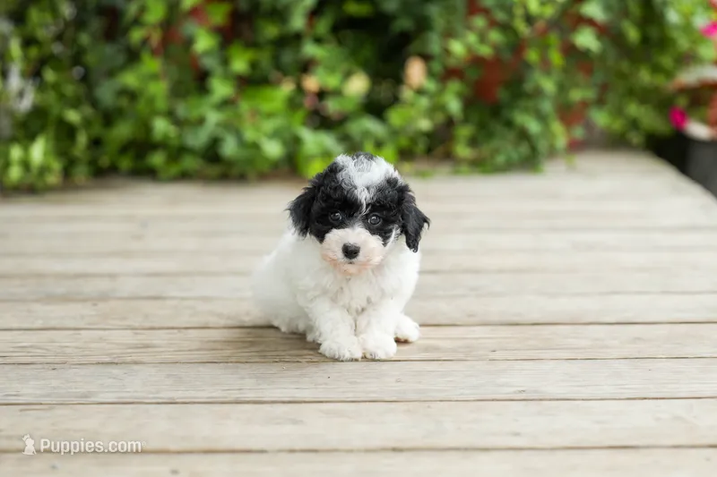 AKC Carlyle – Poodle - Miniature  puppy for sale in Campbell Hill, IL