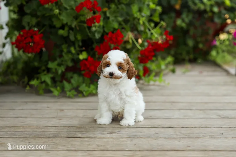 AKC Wyatt – Poodle - Miniature  puppy for sale in Campbell Hill, IL