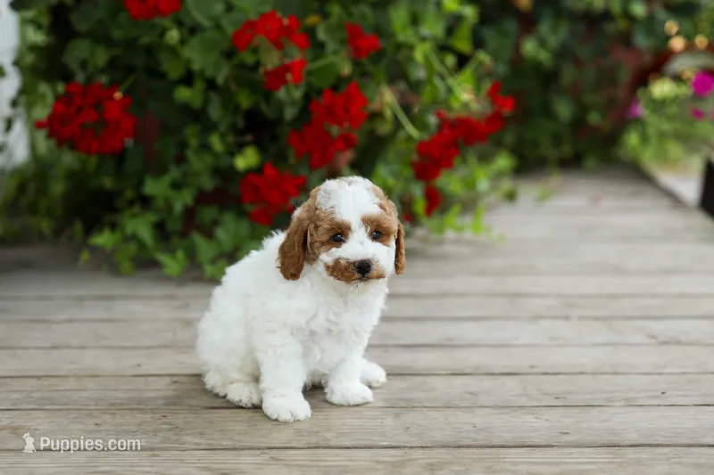 AKC Walker – Poodle - Miniature  puppy for sale in Campbell Hill, IL