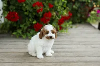 AKC Walker, a male Poodle - Miniature  for sale in Campbell Hill, IL – 1 of 5
