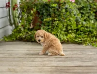 AKC Roscoe, a male Poodle - Miniature  for sale in Campbell Hill, IL – 4 of 5