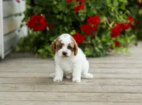 AKC Walwyn, a male Poodle - Miniature  for sale in Campbell Hill, IL – 4 of 4