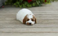 AKC Walker, a male Poodle - Miniature  for sale in Campbell Hill, IL – 2 of 5