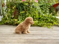Renita, a female Poodle - Miniature  for sale in Campbell Hill, IL – 2 of 4
