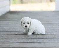 AKC Grant, a male Bichon Frise for sale in Campbell Hill, IL – Photo 3 of 4