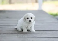 AKC Grant, a male Bichon Frise for sale in Campbell Hill, IL – Photo 4 of 4