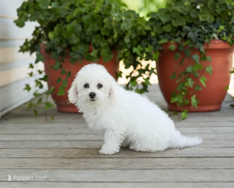AKC Grant – Bichon Frise puppy for sale in Campbell Hill, IL