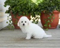 AKC Grant, a male Bichon Frise for sale in Campbell Hill, IL – 1 of 7