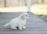 AKC Grant, a male Bichon Frise for sale in Campbell Hill, IL – Photo 2 of 4