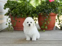 AKC Grant, a male Bichon Frise for sale in Campbell Hill, IL – 3 of 7