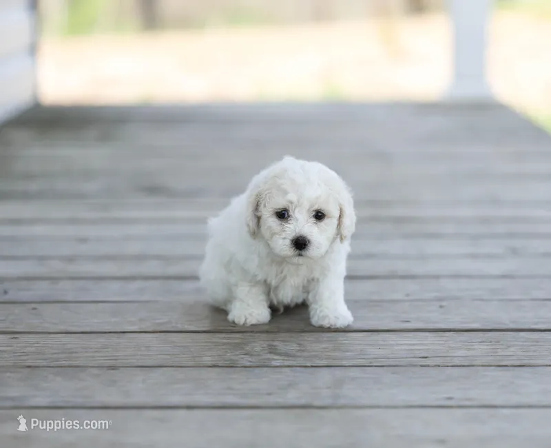 AKC Grant – Bichon Frise puppy for sale in Campbell Hill, IL