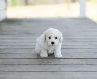 AKC Grant, a male Bichon Frise for sale in Campbell Hill, IL – Photo 1 of 4