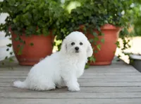 AKC Grant, a male Bichon Frise for sale in Campbell Hill, IL – 2 of 7