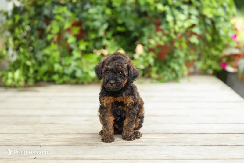 AKC Colby – Poodle - Miniature  puppy for sale in Campbell Hill, IL