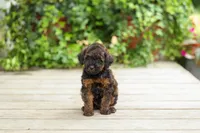 AKC Colby, a male Poodle - Miniature  for sale in Campbell Hill, IL – 1 of 7