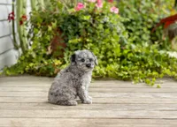 AKC Riley, a female Poodle - Miniature  for sale in Campbell Hill, IL – 4 of 4