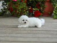 AKC Victor, a male Bichon Frise for sale in Campbell Hill, IL – 3 of 3