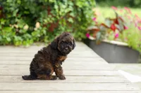 AKC Colby, a male Poodle - Miniature  for sale in Campbell Hill, IL – 5 of 7