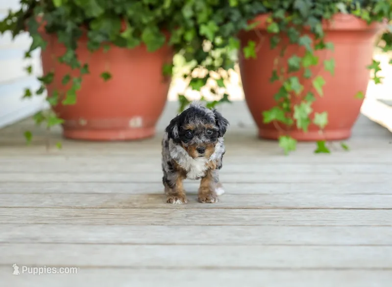 AKC Della – Poodle - Miniature  puppy for sale in Campbell Hill, IL