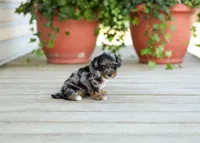AKC Della, a female Poodle - Miniature  for sale in Campbell Hill, IL – Photo 2 of 6