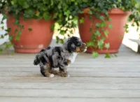 AKC Della, a female Poodle - Miniature  for sale in Campbell Hill, IL – Photo 5 of 6