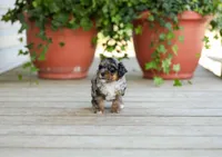 AKC Della, a female Poodle - Miniature  for sale in Campbell Hill, IL – Photo 3 of 6