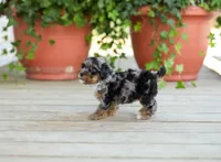 AKC Della, a female Poodle - Miniature  for sale in Campbell Hill, IL – Photo 4 of 6